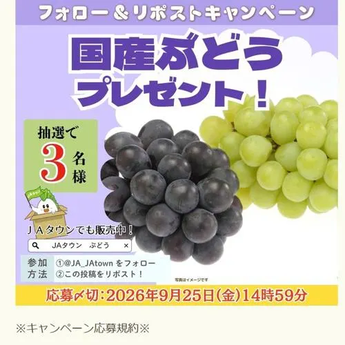国産ぶどう(1箱)　3名 2026年9月25日締切 のイメージ