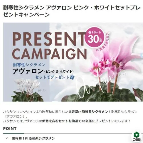 耐寒性シクラメン アヴァロン セット　30名 2026年9月27日締切 の懸賞イメージ